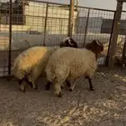 ذبايح ذبيحه نعيم حري يوجد تمارا