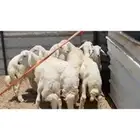 طليان للبيع الموقع طريب