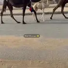 بكر خلفه كفو للبيع
