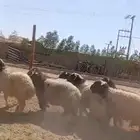 خرفان نعيمي هرافي وجبر بأسعار منافسه