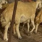 سلام عليكم ورحمة الله وبركاته