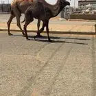 عشرا صفرا
