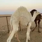 حشو قصب