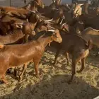 تيوس دهم مخاصي ( المزاحمية )