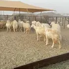 غنم حريات