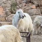 طلي
