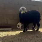 رخال نجد كفو منوة القناي