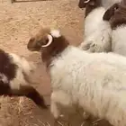 ذبايح نعيم مع الصلخ والتوصيل