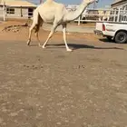 بكره ضريبه