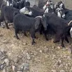 معزاء عوارض