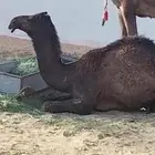 بكره كفو وابيها كفو