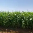 حصيده ذره اربع ابراج للبيع