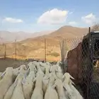 طليان ورخال تربية