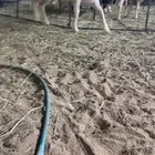 طلي حري صنف الصنف