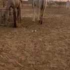 ضروبه ميت ولدها