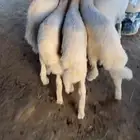 للبيع بهم