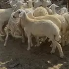 رخال تاسيس مراح