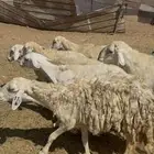 17 ضان حريات دفيع كفوو بفحلها مرام واحد ع 750 (( تم البيع ))