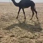 بكره للبيع