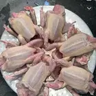 زغاليل زاجل
