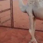 بكره مفروده