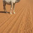 لقحه وضحى كفو