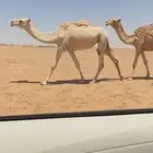 بكار حقايق كفو