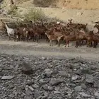 معزا دهم فواخر للبيع