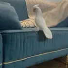 كوكاتو باري من النوادر اقبل البدل ب كايك وايت بلي او كاسكو