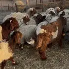 نعيم