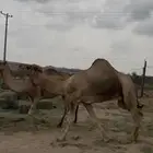 بعير ارك كفو للبيع