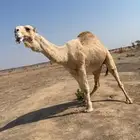 بعير تمايمي منتج وسليم من جميع العذاريب