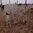 شاة خلفة