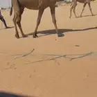لقحه صفرا بكر ثنيه