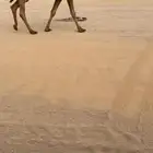 بكره لقيه