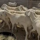 15 ضان حريات فواخر مراح واحد طيبه دفيع ضان كفوو