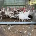 دجاج رومي بشاير