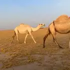 خفوت وضحا