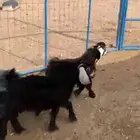 تيس وجفره
