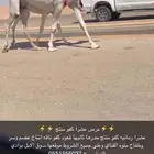 عشرا كفو حدرها قعود