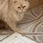 قطوه شرازي