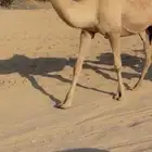 للبيع خلفه جذعه
