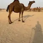 ناقه لقحه تسعه شهور للبيع