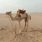 ركبي للبيع مشروووط