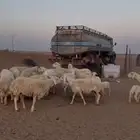 غنم 18 تحتها 10 روم وسلم