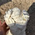 متوفر بقل غنم ومااعز شغل نظيف شغل الوالده