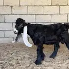 تيس عارضي صنفف