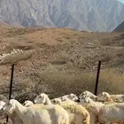 ضان حريات دفاع