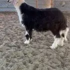 طلي عمره 5شهور مغلق