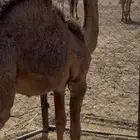 حاشي اباني طايش